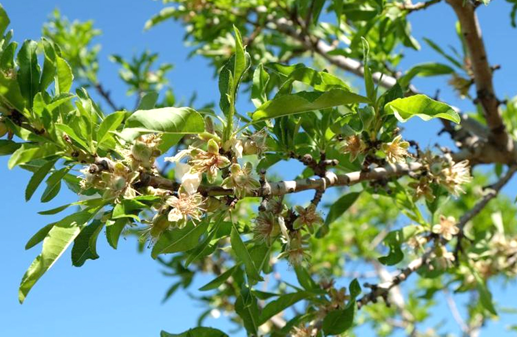 La produccin de almendra en la Regin se encuentra 